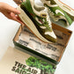 AM1 Kengai Bonsai Olive